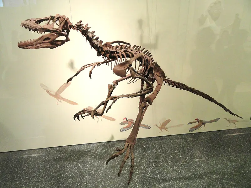 A mounted Deinonychus skeleton in a museum case, crouched with its long tail held out
