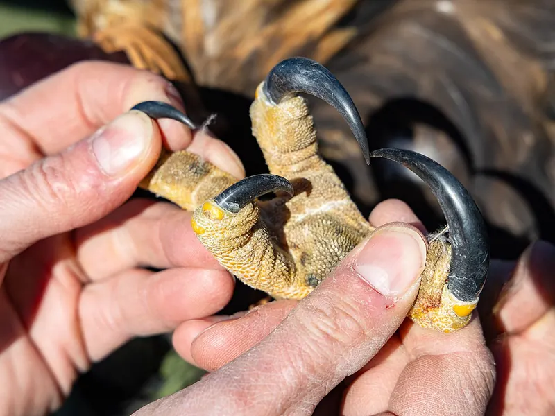 Hands holding the foot of a golden eagle, showing its long, curved talons