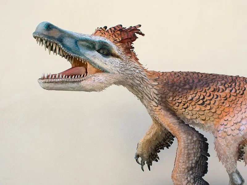 A model of a Velociraptor with reddish feathers and an open, toothy mouth