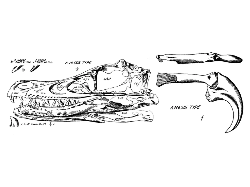 An old scientific drawing of a long, low skull and jaws beside a large curved claw