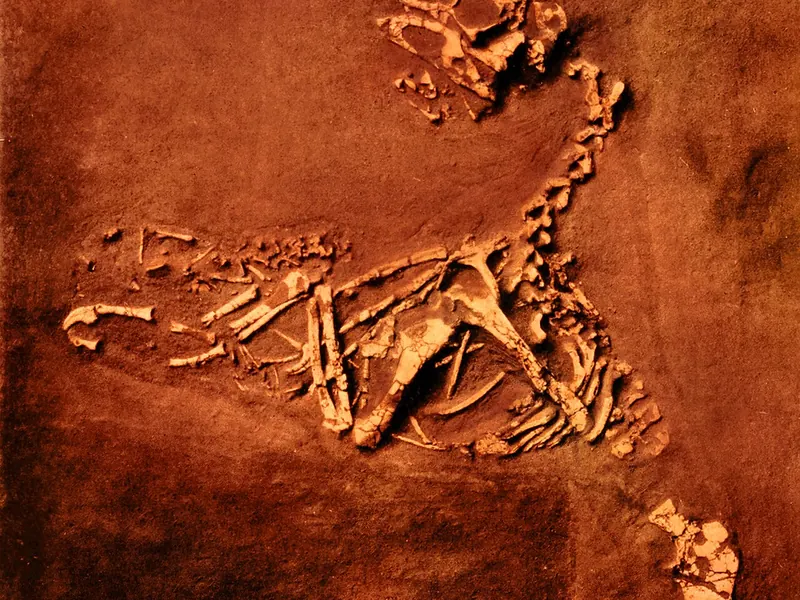A black and white photo of a fossil skeleton lying in rock
