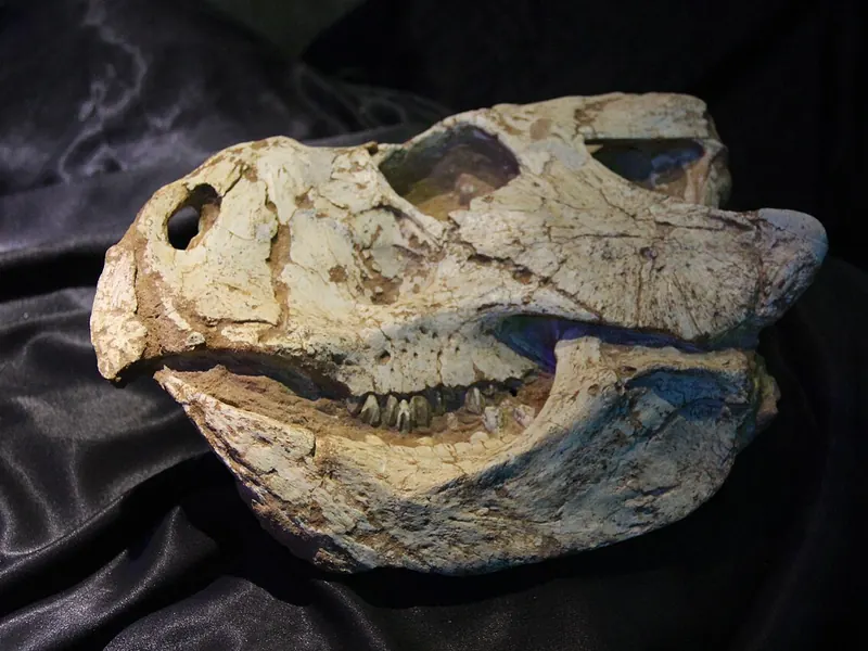 A fossil skull of Protoceratops with a parrot-like beak and a bony frill