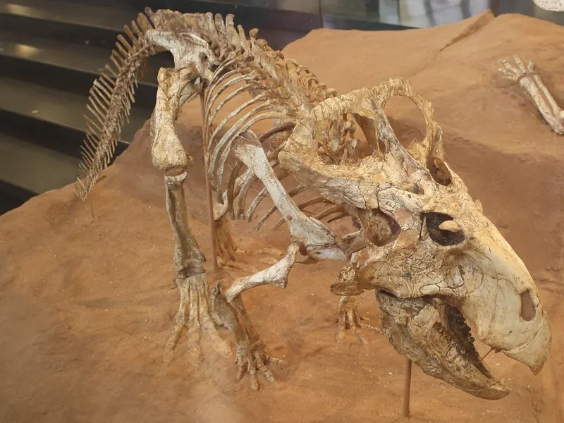 A Protoceratops skeleton with a bony frill at the back of its head, mounted on sand