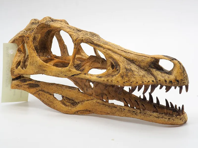 A long, low Velociraptor skull with many sharp, backward-curving teeth