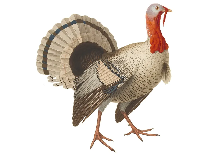 An old hand-coloured drawing of a turkey with its tail fanned out