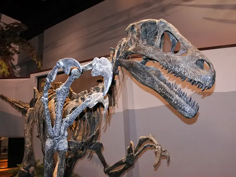 A mounted Utahraptor skeleton with long legs, a long tail and large claws
